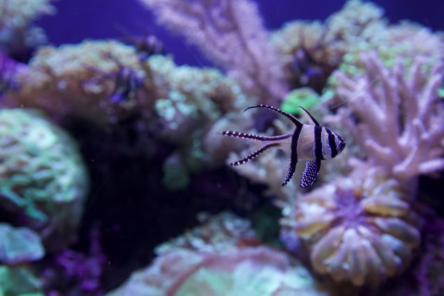 Striped Wonder in the Aquarium