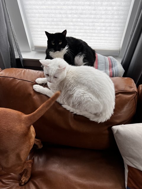 Feline and Canine Companions on the Couch