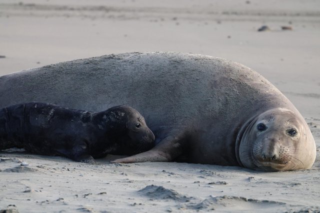 Mother and Pup Elephant Seals Resting on Beach