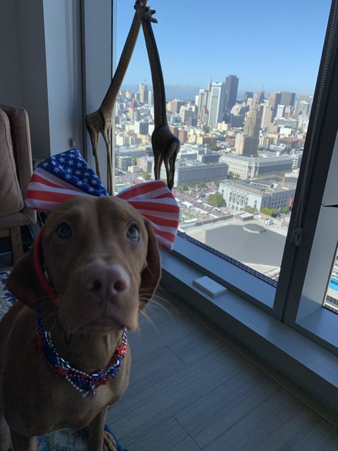Patriotic Pup Watching the Cityscape