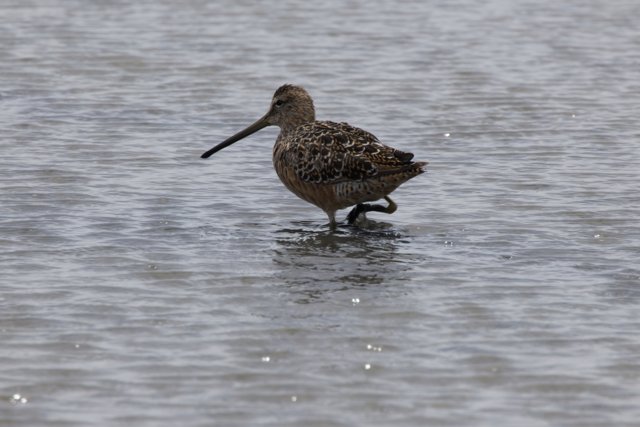 A Stroll in the Shallows