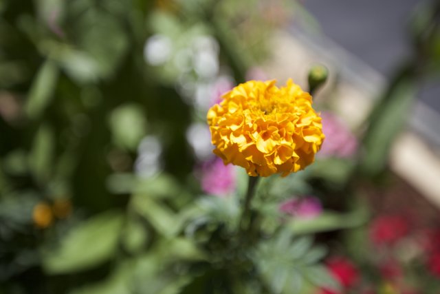 Yellow Marigold in Bloom