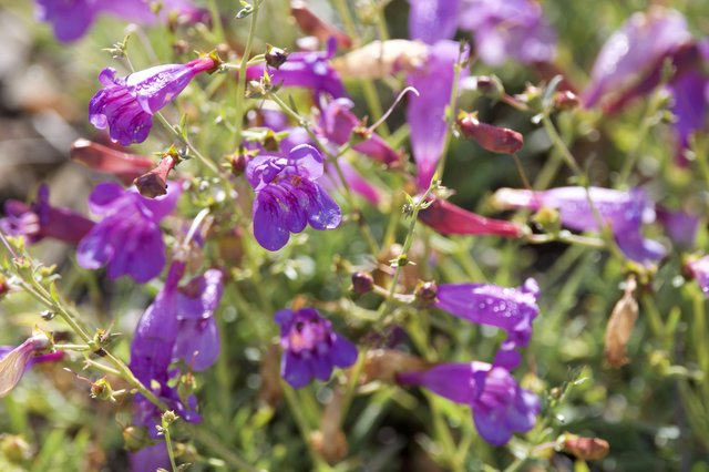 Purple Penstemon Blooms Glistening After Spring Rain