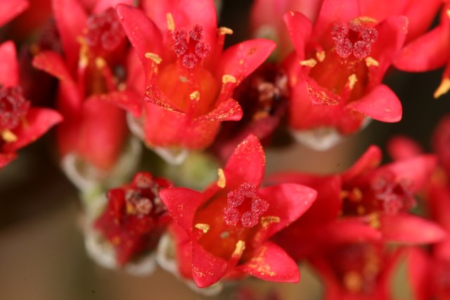 Vibrant Red Flowers with Yellow Centers