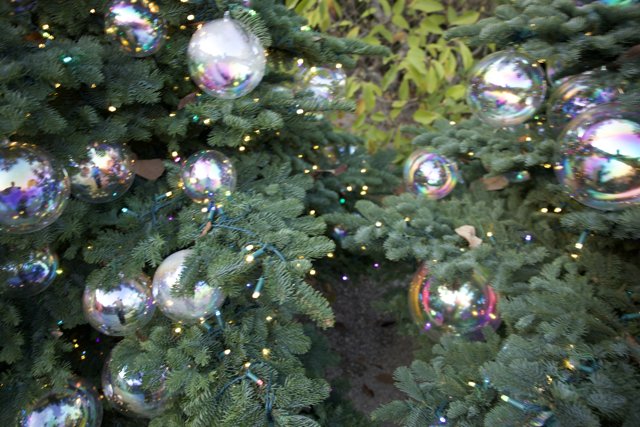 Enchanting Fir at Thistlewyck