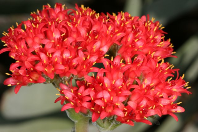 Bold Red Flower with Yellow Stamen