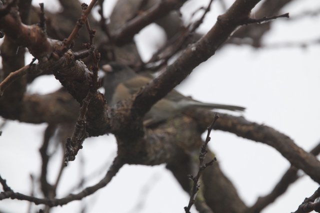 Sparrow Foraging Among Bare Winter Branches