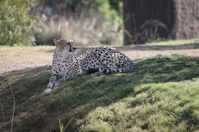 Majestic Cheetah on a Grassland Throne