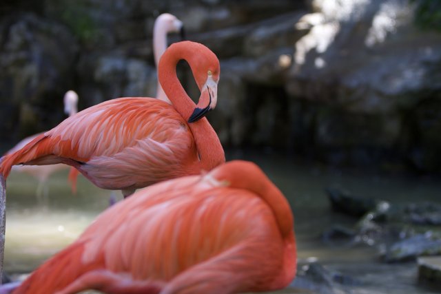 Flamboyant Flamingo Duo