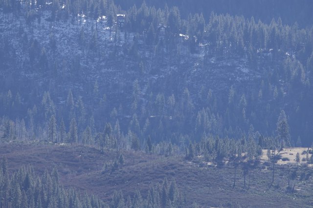 Misty Coniferous Forest Layers in Mountain Haze