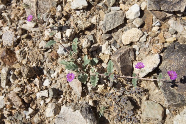 A Small Purple Flower Taking Root in the Rocky Terrain