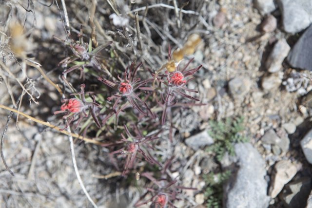 Red-flowered Plant Among the Rocks
