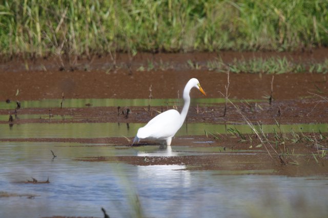 Great Egret Foraging in Shallow Wetland Waters