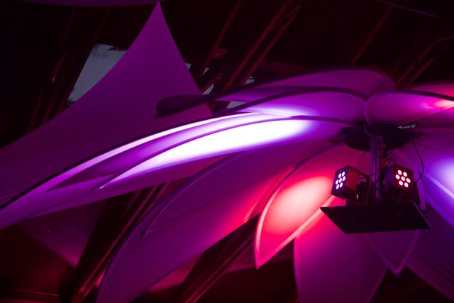 Illuminated Purple Blossom