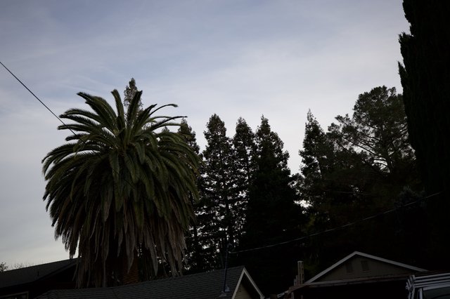 Palm Tree and Conifers at Dusk in Residential Neighborhood