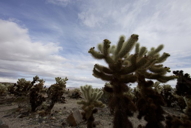Cactus Oasis in the Desert