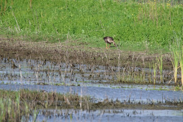 Wading Bird Foraging in Flooded Wetland Habitat