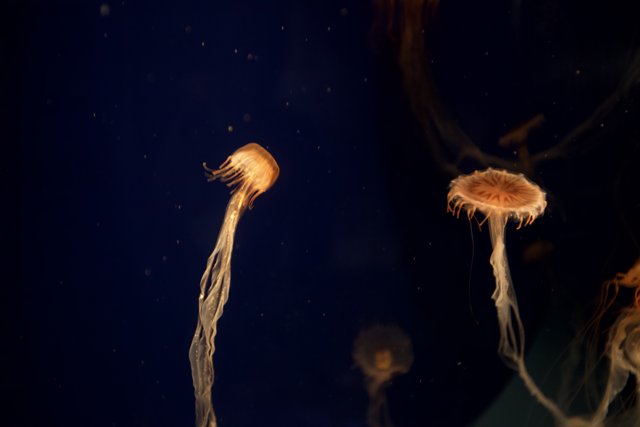 The Mysterious Beauty of Jellyfish