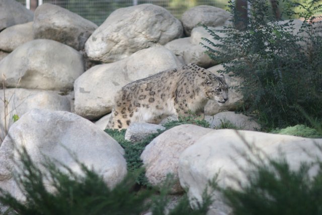 Majestic Snow Leopard at the Park