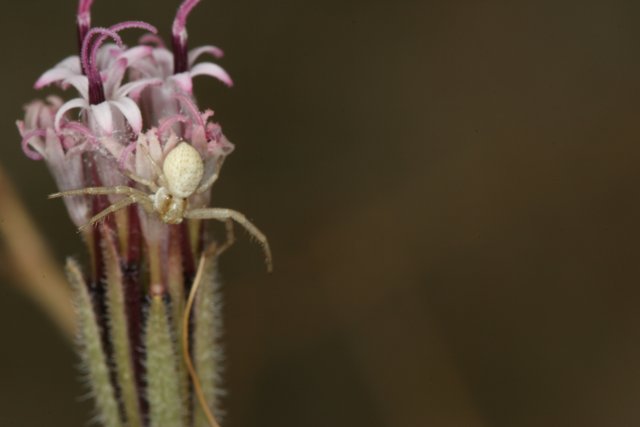 Garden Spider Enjoying a Delicate Flower