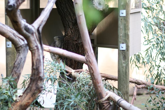 Koala's Tree-top View