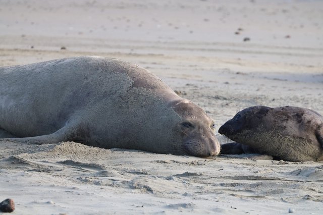 Elephant Seal Mother and Pup Tenderly Touch Noses