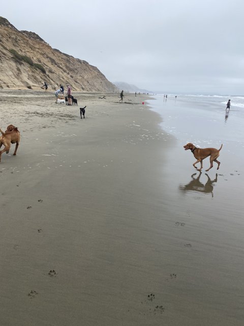 Three Happy Dogs Enjoying the Beach