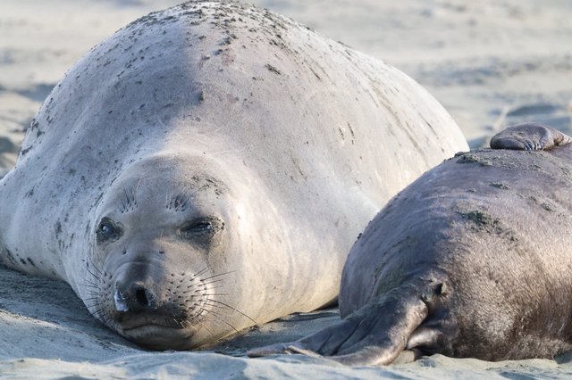 Elephant Seal Pup Resting on Sandy Beach