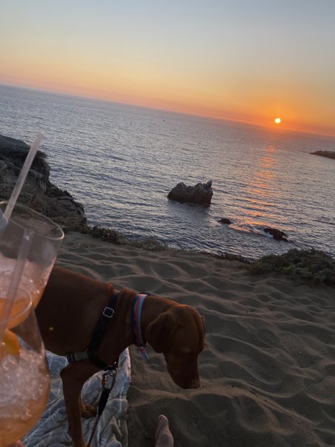 Sunset Sips with My Canine Companion