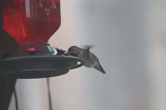 Anna's Hummingbird Feeding at Red Nectar Feeder