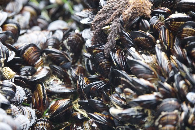 Dense Mussel Bed Thriving in Rocky Intertidal Zone