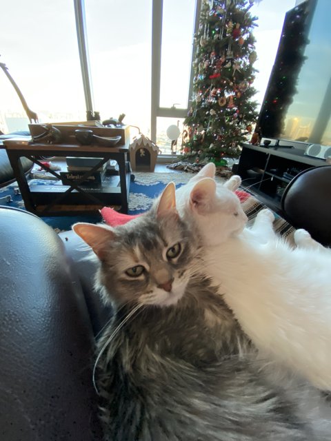 Christmas Cuddles with Two Cats