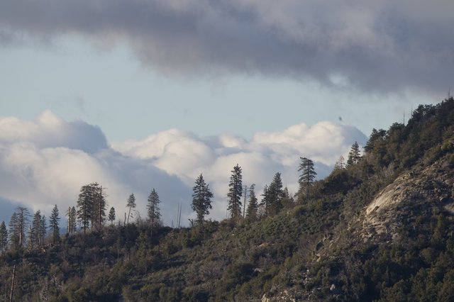 Storm Clouds Over Mountain Ridge with Pine Trees