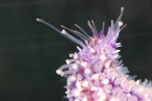 A Vibrant Purple Sea Anemone
