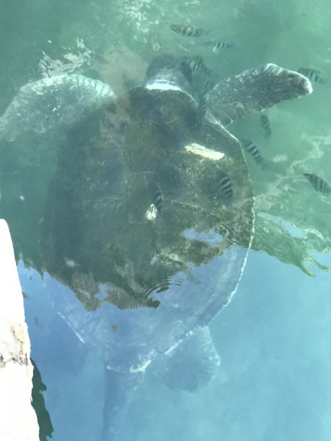 Sea Turtle in the Caribbean Sea
