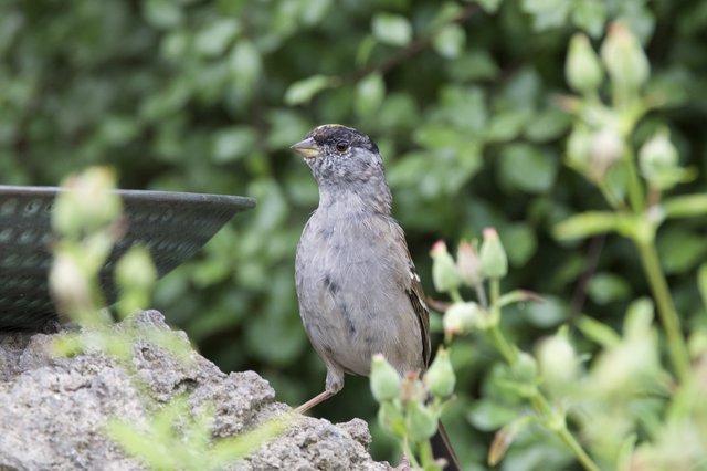 Gray Dunnock Perched by Garden Bird Bath