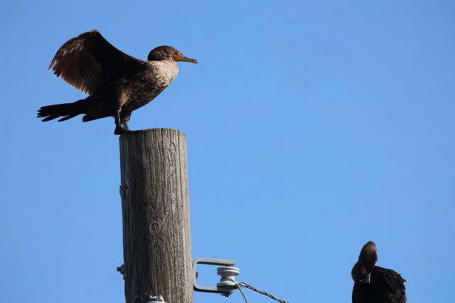 Juvenile Cormorant Spreading Wings on Weathered Post
