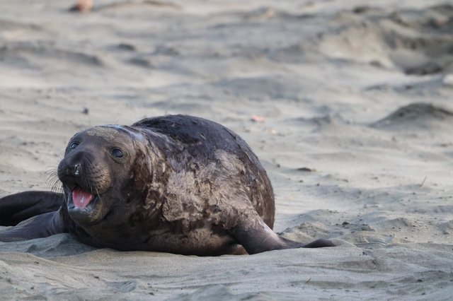 Molting Elephant Seal Pup on Sandy Beach