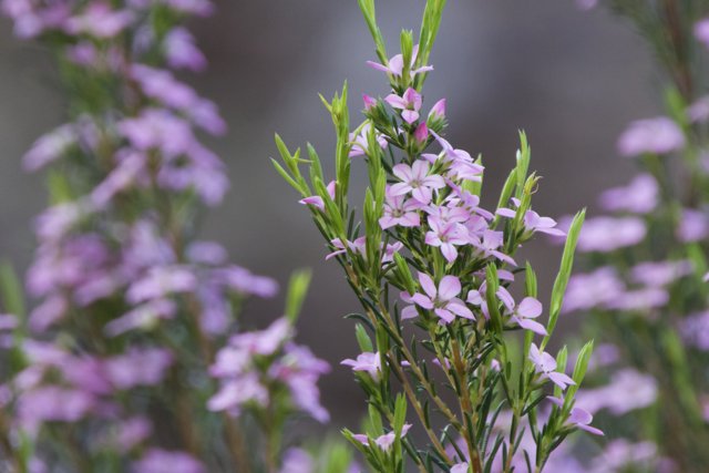 Whispers of Spring