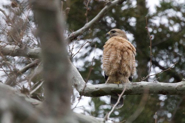 Red-shouldered Hawk Perched on Winter Branch
