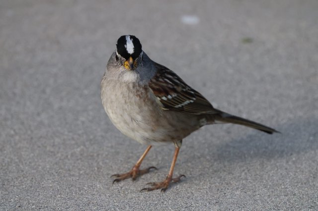 White-Crowned Sparrow Portrait on Pavement at Drakes Beach