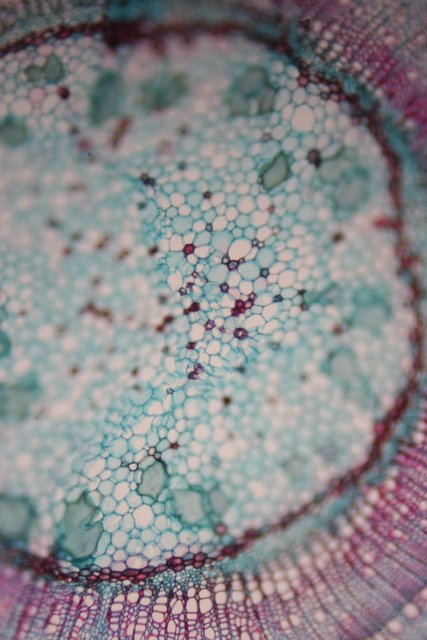 A Close Up of a Turquoise Plant Cell