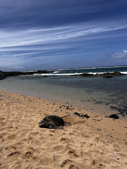 Basking Turtle on the Shoreline