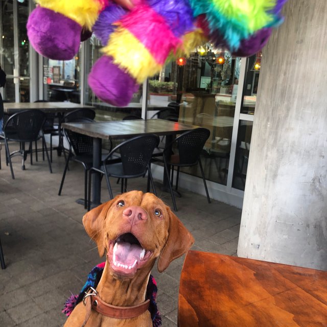 Dining with the Vizsla