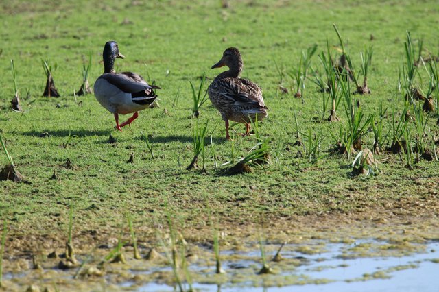 Male and Female Mallard Ducks Foraging in Wetland Habitat
