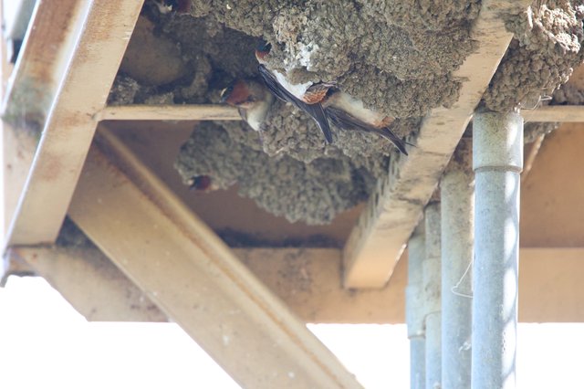 Cliff Swallows Tending to Mud Nests Under Bridge