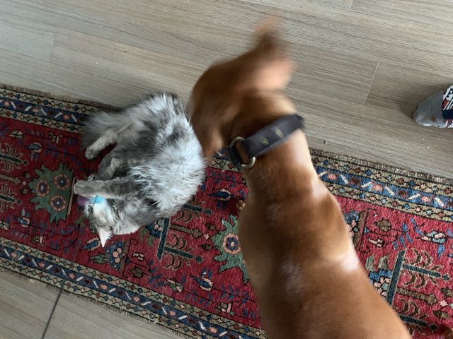 Furry Friends on the Hardwood