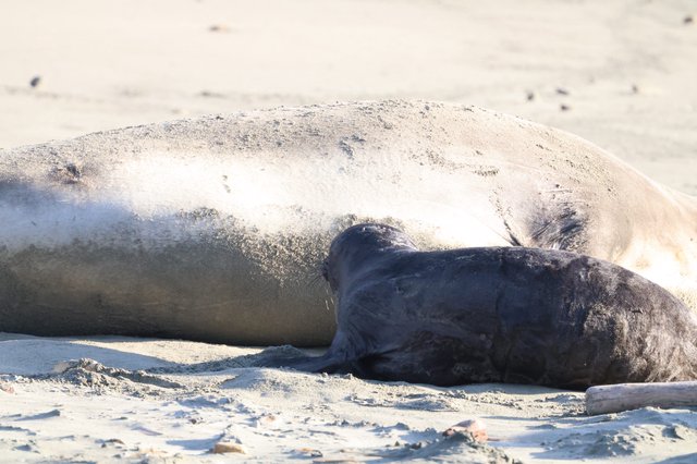 Northern Elephant Seal Mother and Pup at Drakes Beach