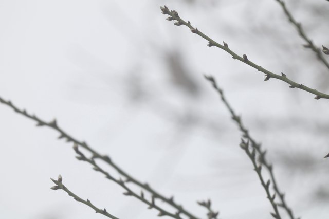 Early Spring Buds on Bare Winter Branches