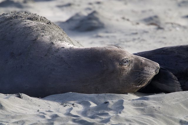 Northern Elephant Seal Resting on Sandy Beach